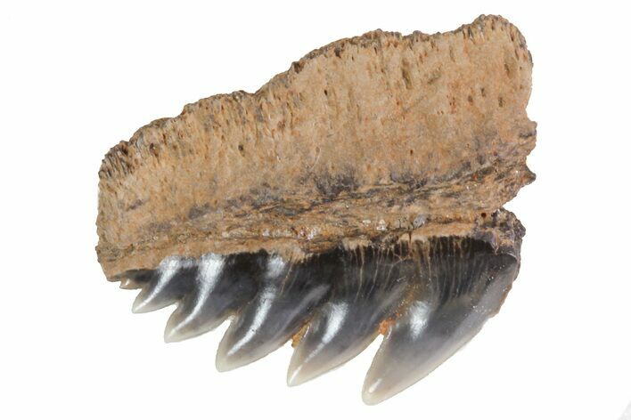 Fossil Cow Shark (Notorynchus) Tooth - Maryland #71092